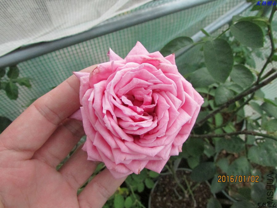 IMG_2528_nEO_IMG.jpg