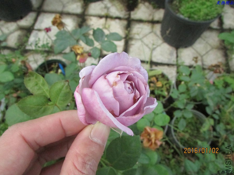 IMG_2545_nEO_IMG.jpg