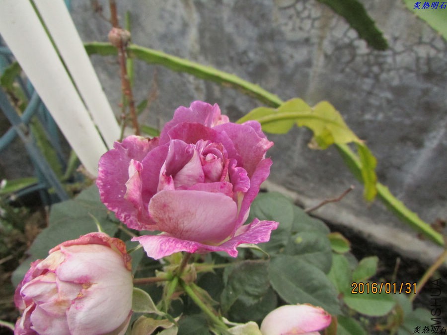 IMG_2816_nEO_IMG.jpg