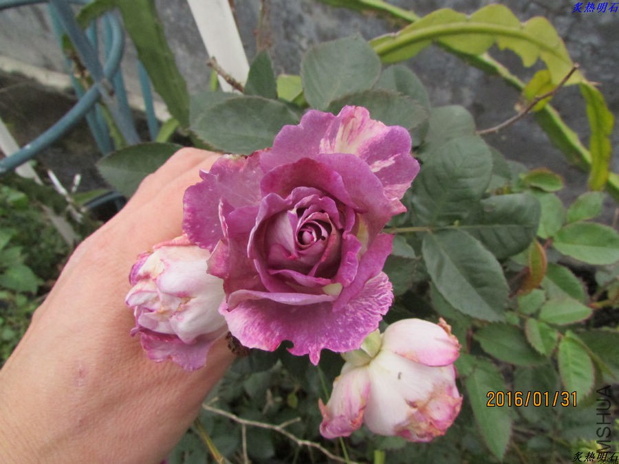 IMG_2817_nEO_IMG.jpg