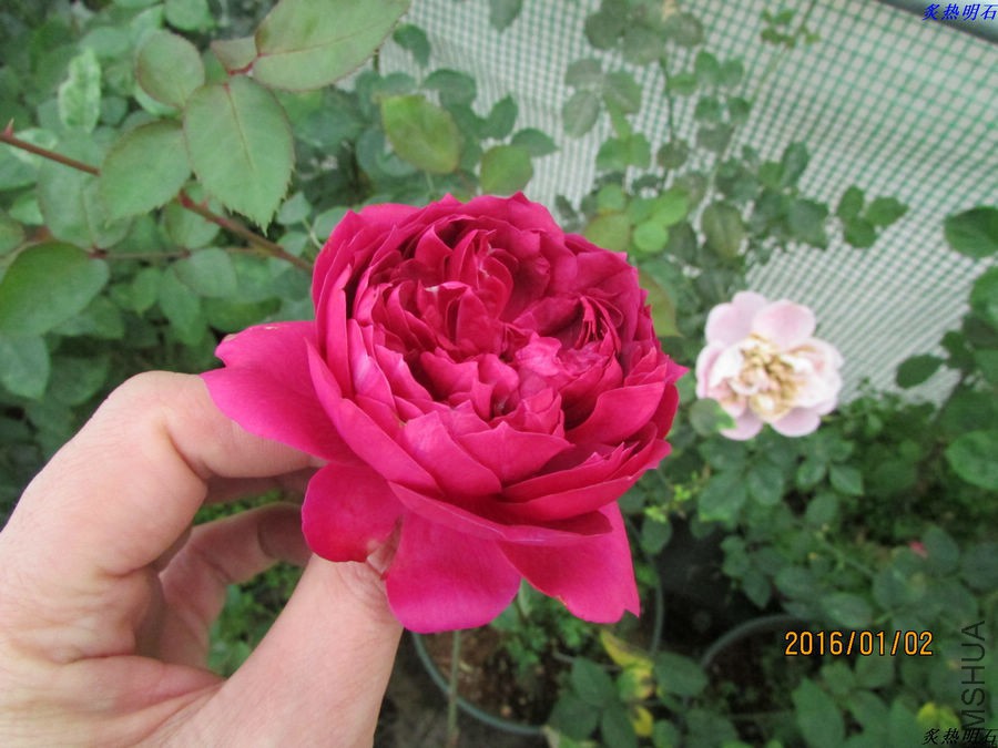 IMG_2542_nEO_IMG.jpg
