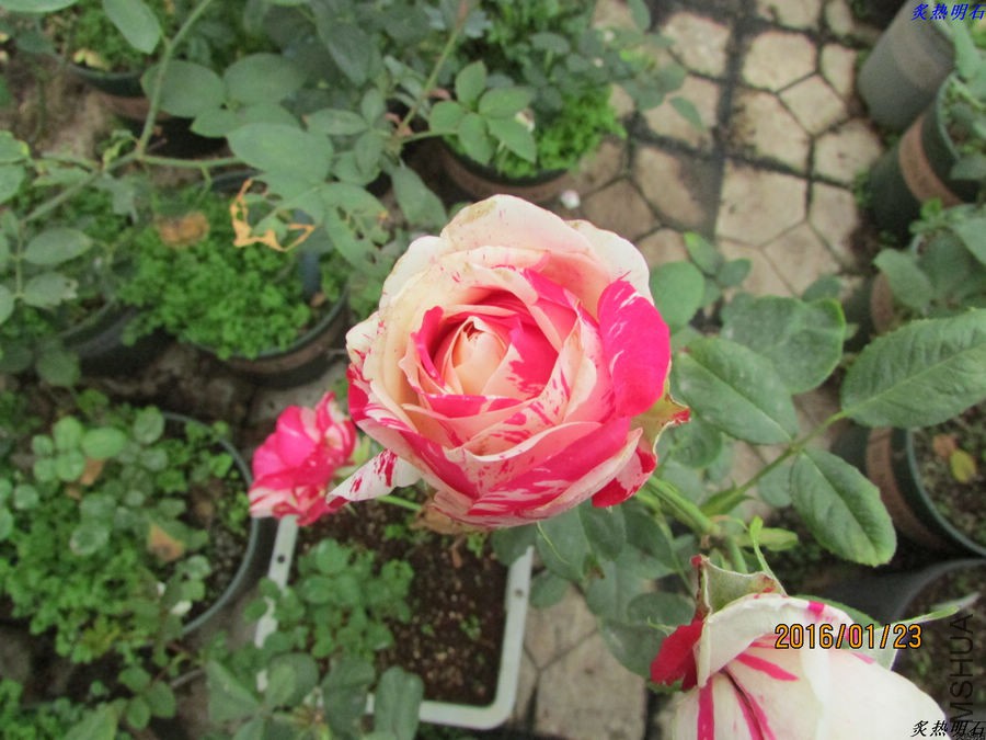 IMG_2800_nEO_IMG.jpg