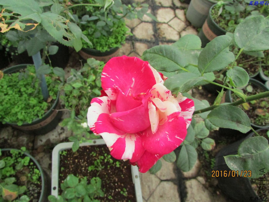 IMG_2801_nEO_IMG.jpg