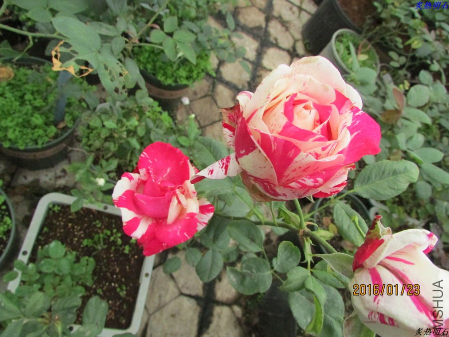 IMG_2802_nEO_IMG.jpg