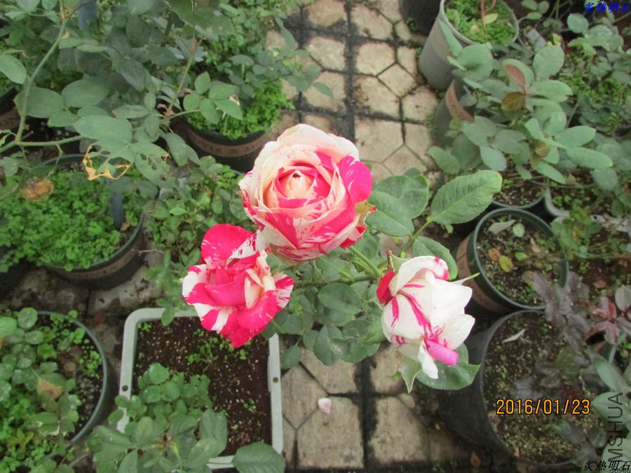 IMG_2803_nEO_IMG.jpg