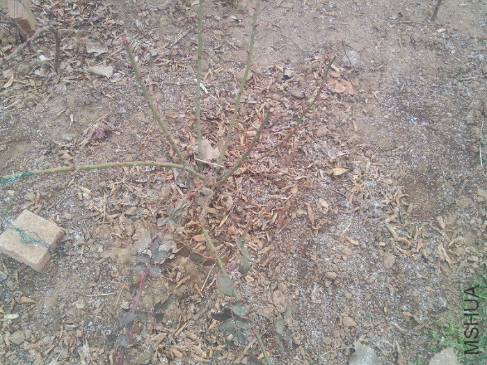 IMG20160309082753.jpg