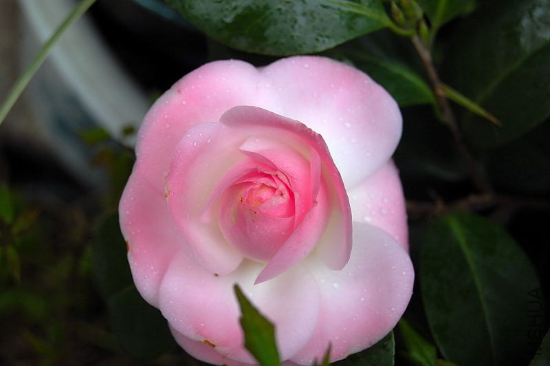 DSC_87340066.JPG