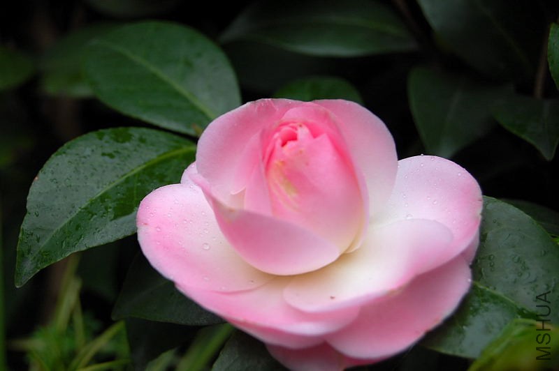 DSC_87430075.JPG