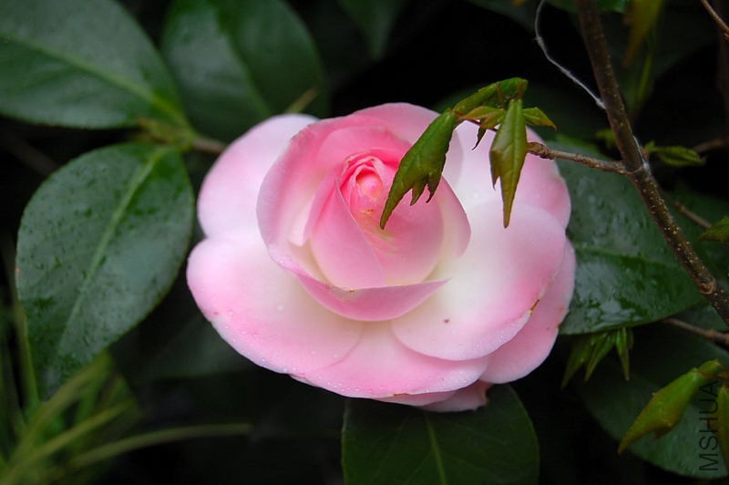 DSC_87380070.JPG