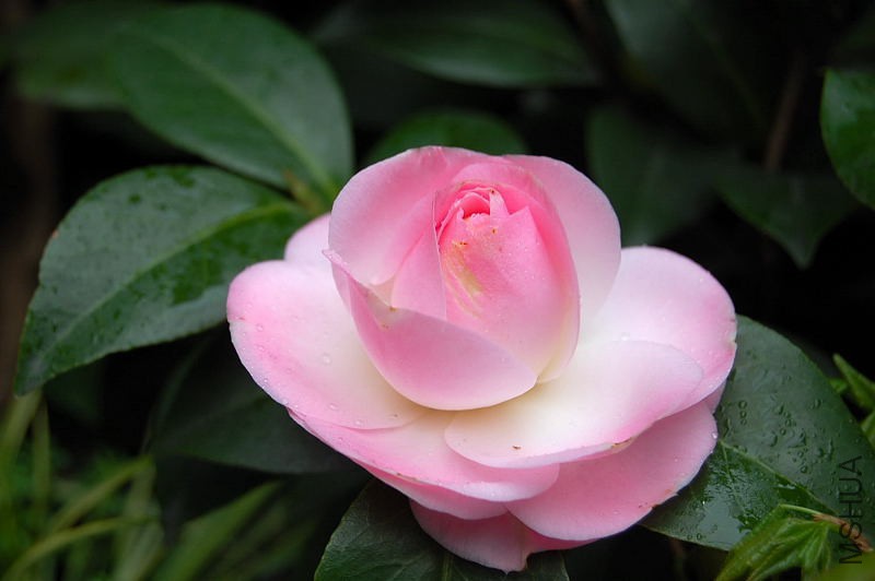 DSC_87410073.JPG