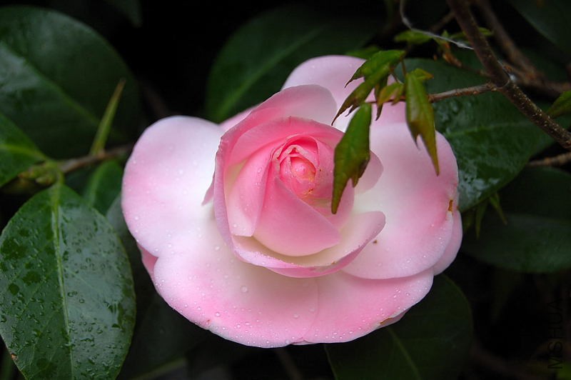 DSC_87330065.JPG