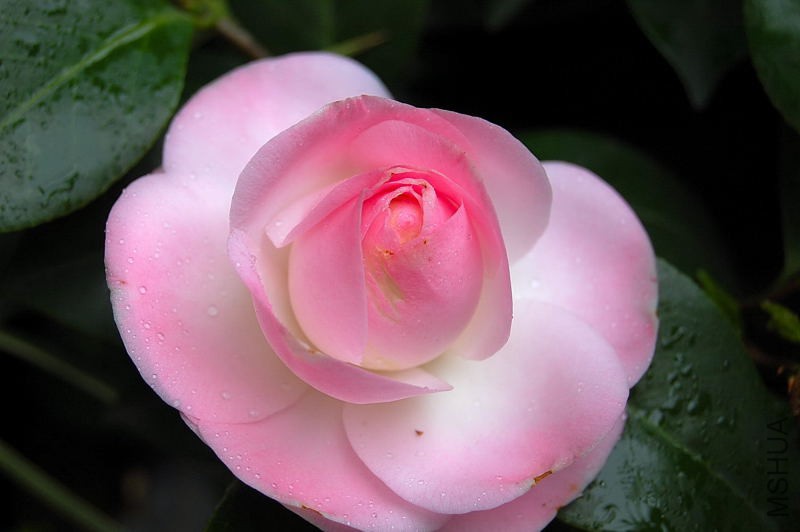 DSC_87350067.JPG