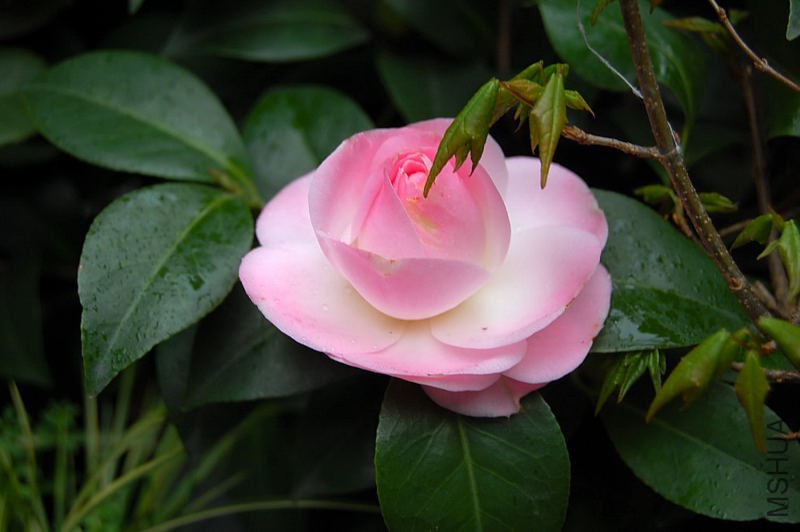 DSC_87370069.JPG