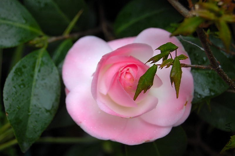 DSC_87320064.JPG