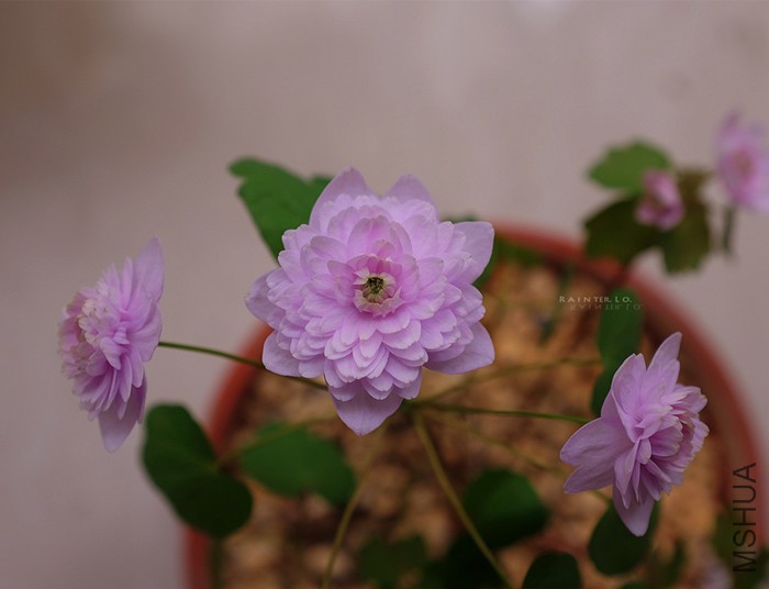 DSCF0775.JPG