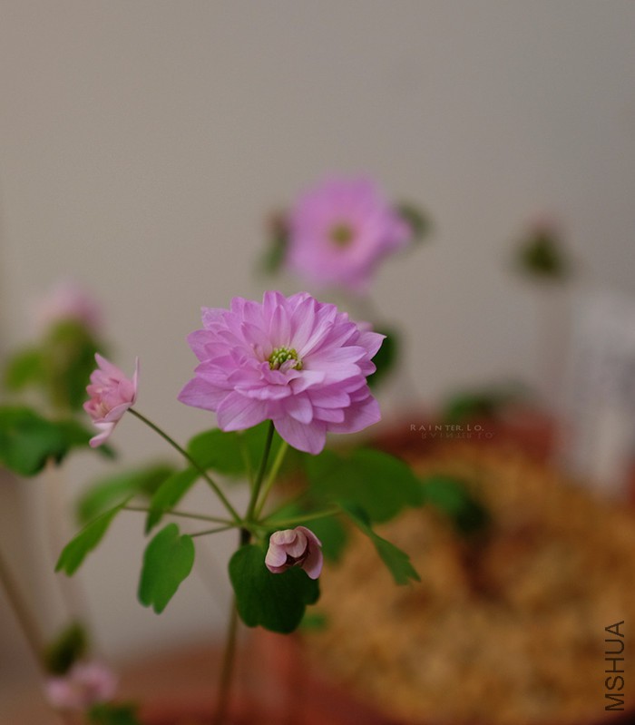DSCF0779.JPG