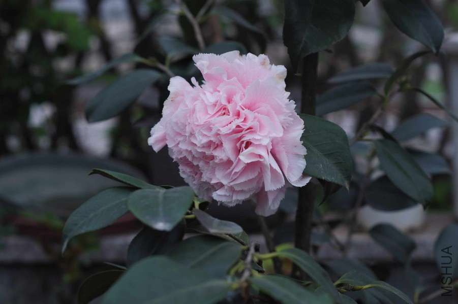 DSC_0251.jpg