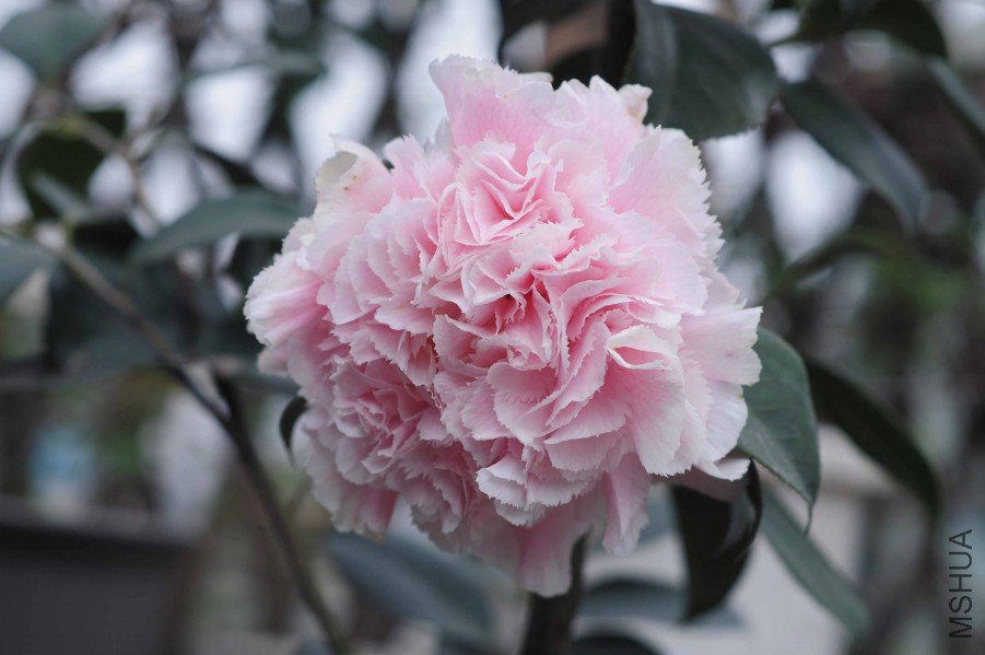 DSC_0252.jpg
