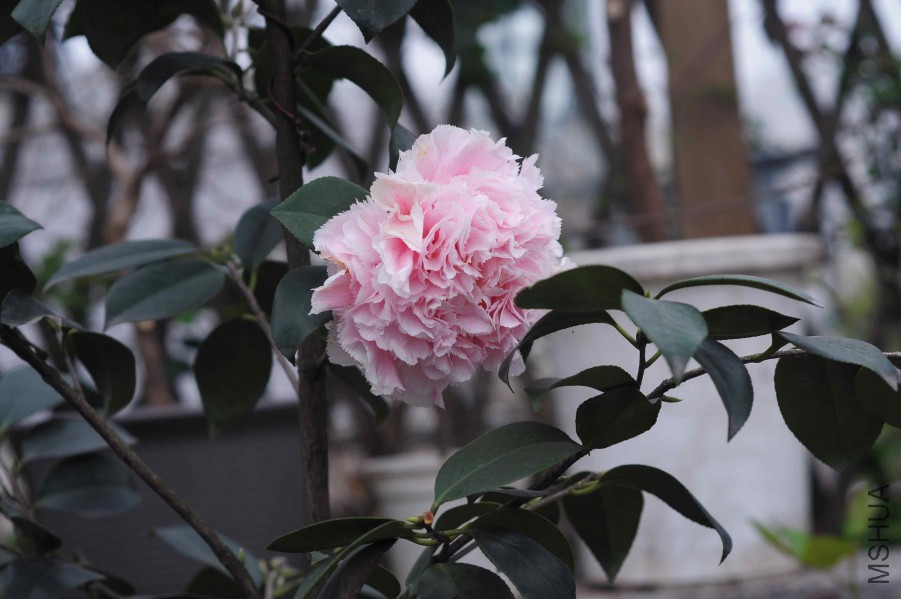 DSC_0253.jpg