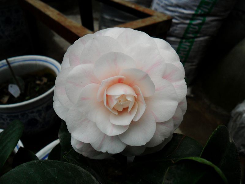 SAM_3689_����.jpg