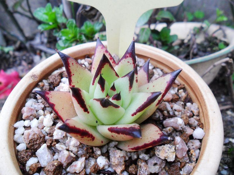 SAM_3679_����.jpg
