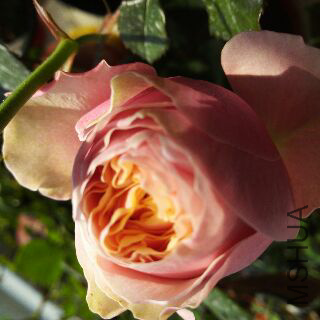 UC_Photo_094.jpg