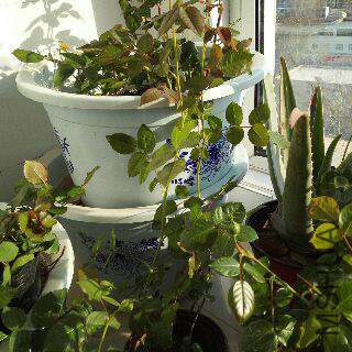 UC_Photo_098.jpg