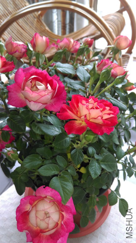 IMAG0798.jpg