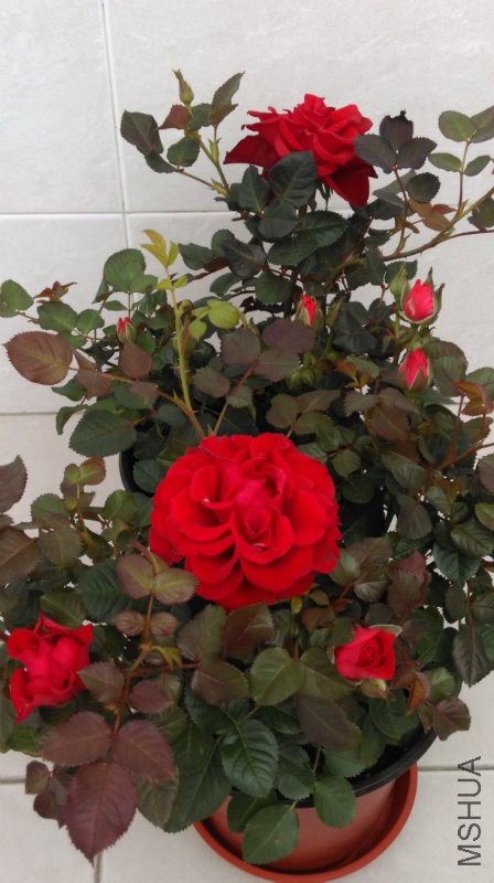 IMAG0787.jpg