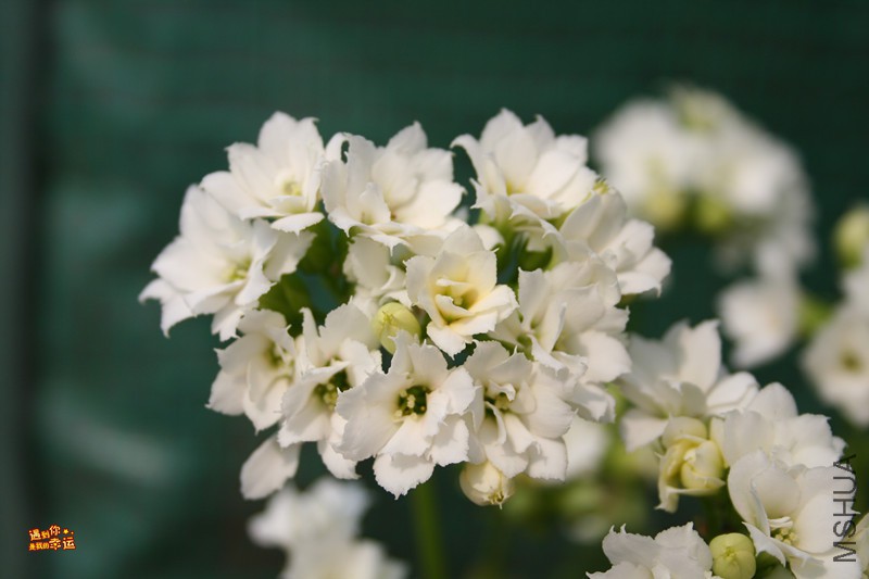 ��Ƭ 037_����.jpg