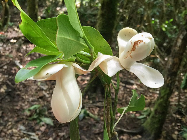 Magnolia-guatemalensis-magnolia-finca-la-Perla-may-2015-image-EF.jpg