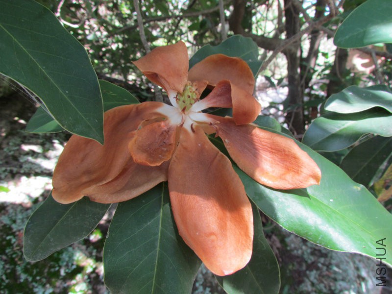 Flor_magnolia_pacifica.jpg