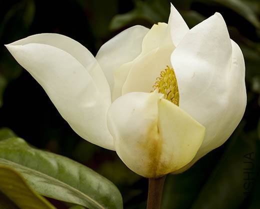 magnolia-Talauma-mexicana-10K9163.jpg