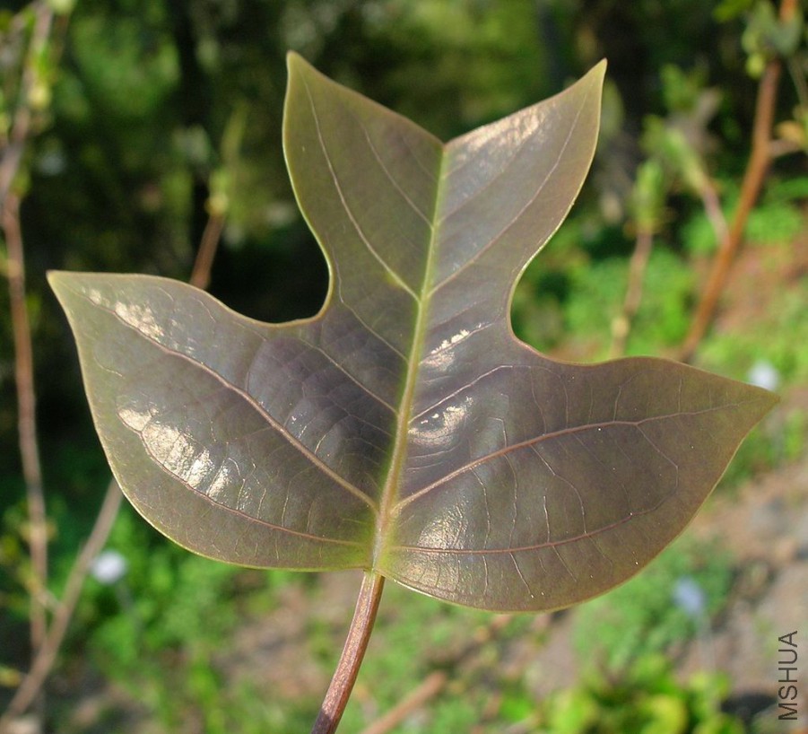 Liriodendron_chinense_01.jpg