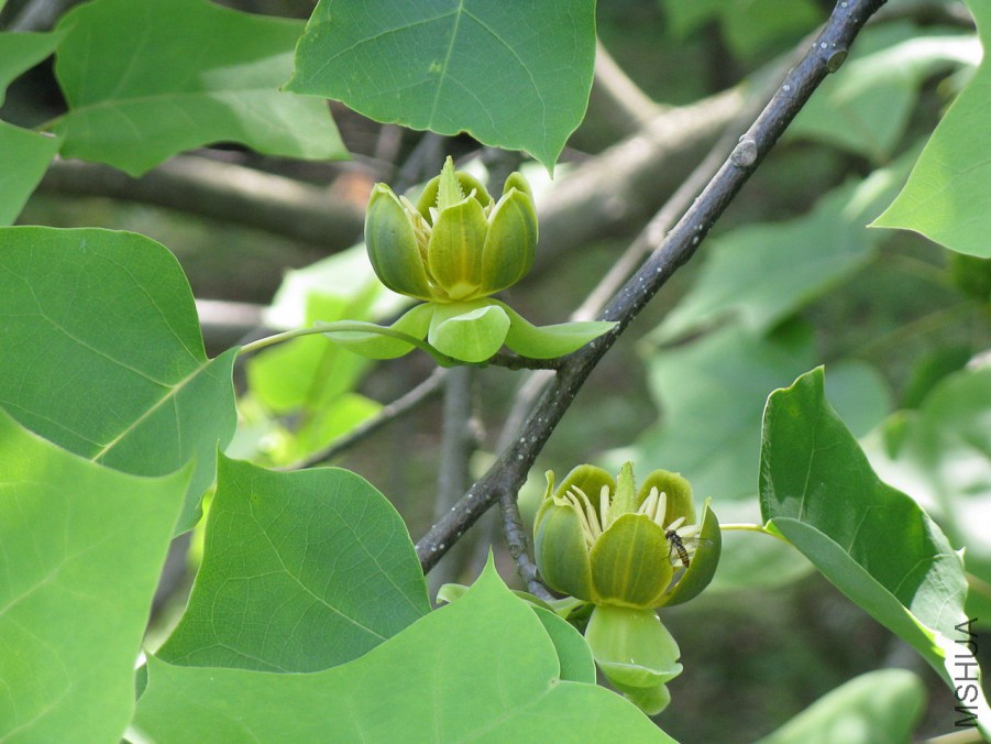 1280px-Liriodendron_chinense1.jpg