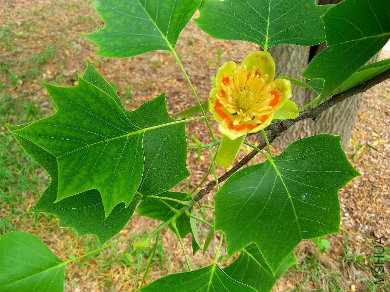 Liriodendron_tulipifera.jpg