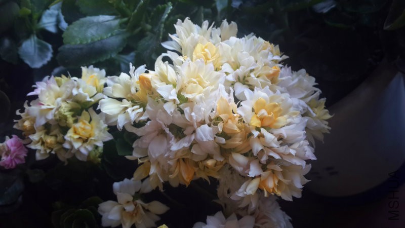 20160309_075513.jpg
