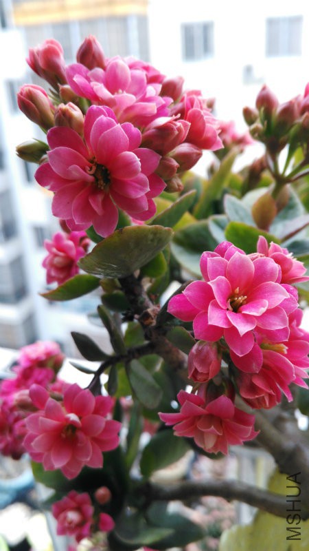 IMG_20160214_125620.jpg