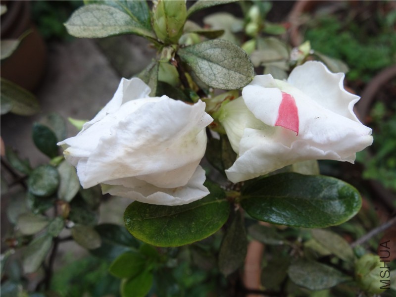 DSC02204.jpg