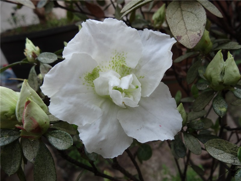 DSC02206.jpg