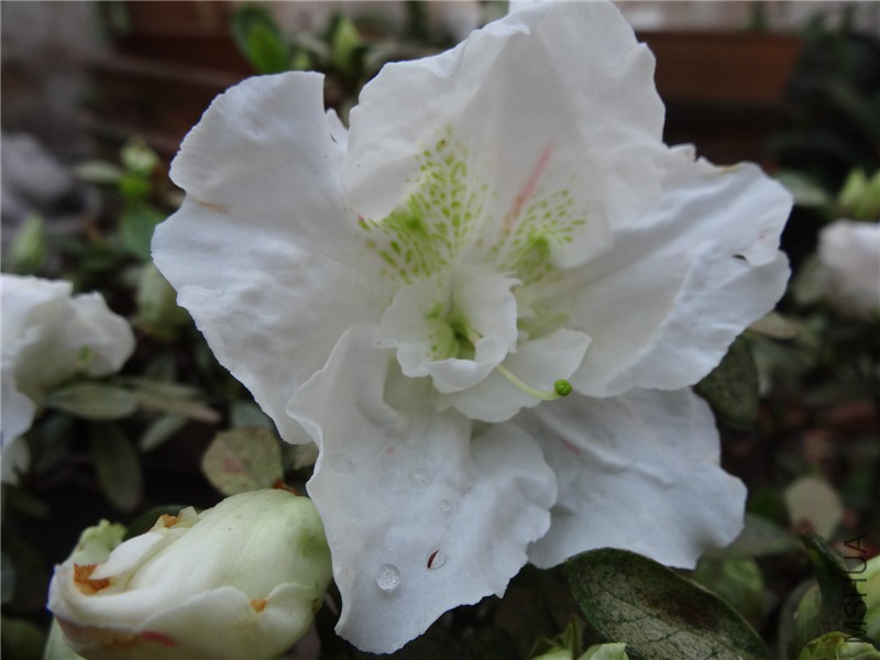 DSC02205.jpg