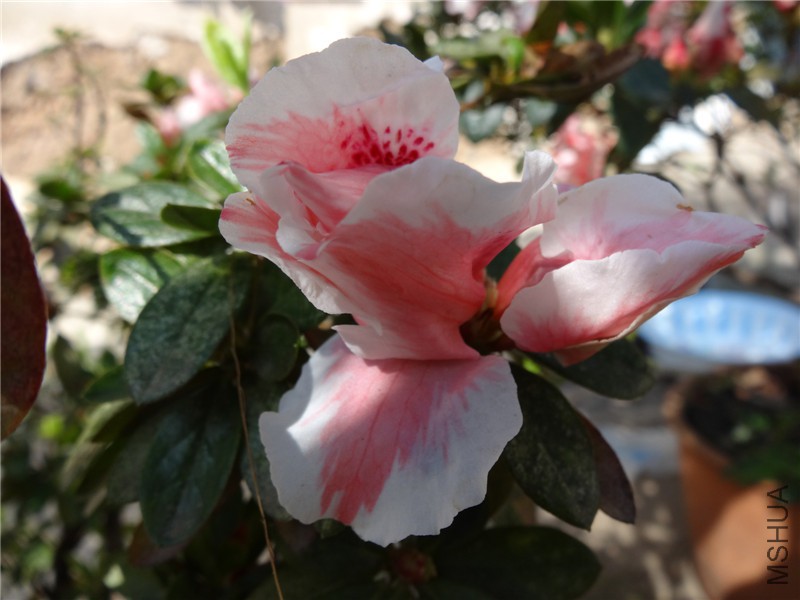 DSC02195.jpg