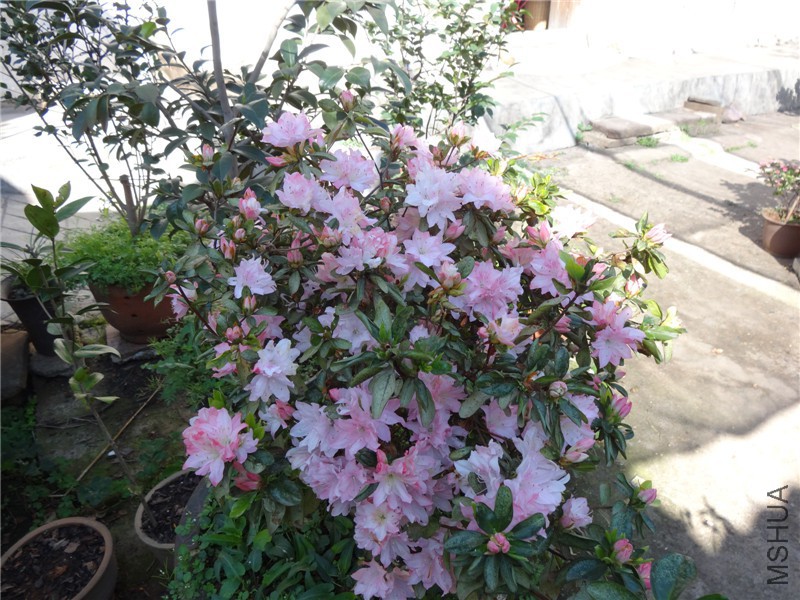 DSC02220.jpg