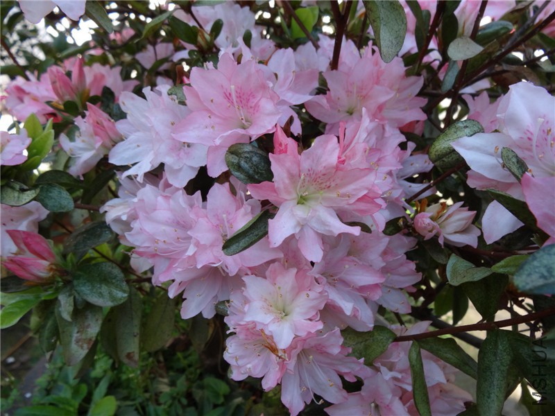 DSC02218.jpg