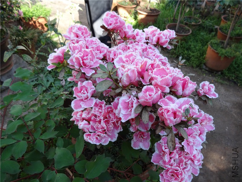 DSC02226.jpg