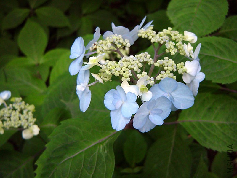 ����SH112�ʲ�.jpg