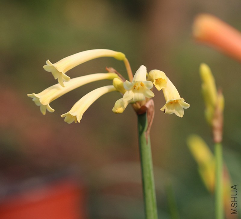 ��Ͳ111Cyrtanthus mackenii cv.��Bicolor Beauty.jpg