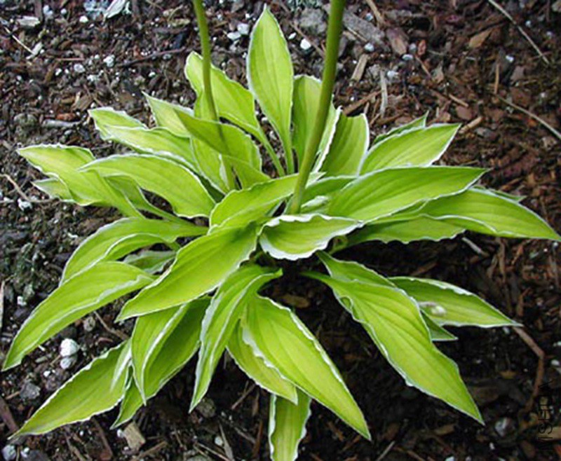 ����LH010 Hosta Lemon Frost.jpg