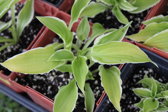 ����LH010 Hosta Lemon Frost 2.jpg