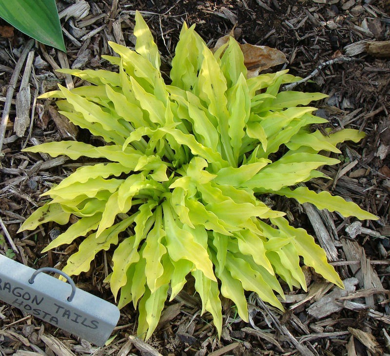 ����015Hosta 'Dragon Tails' 2.jpg